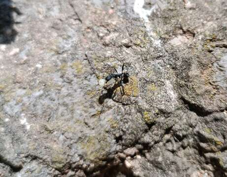 Aphaenogaster senilis Mayr 1853的圖片