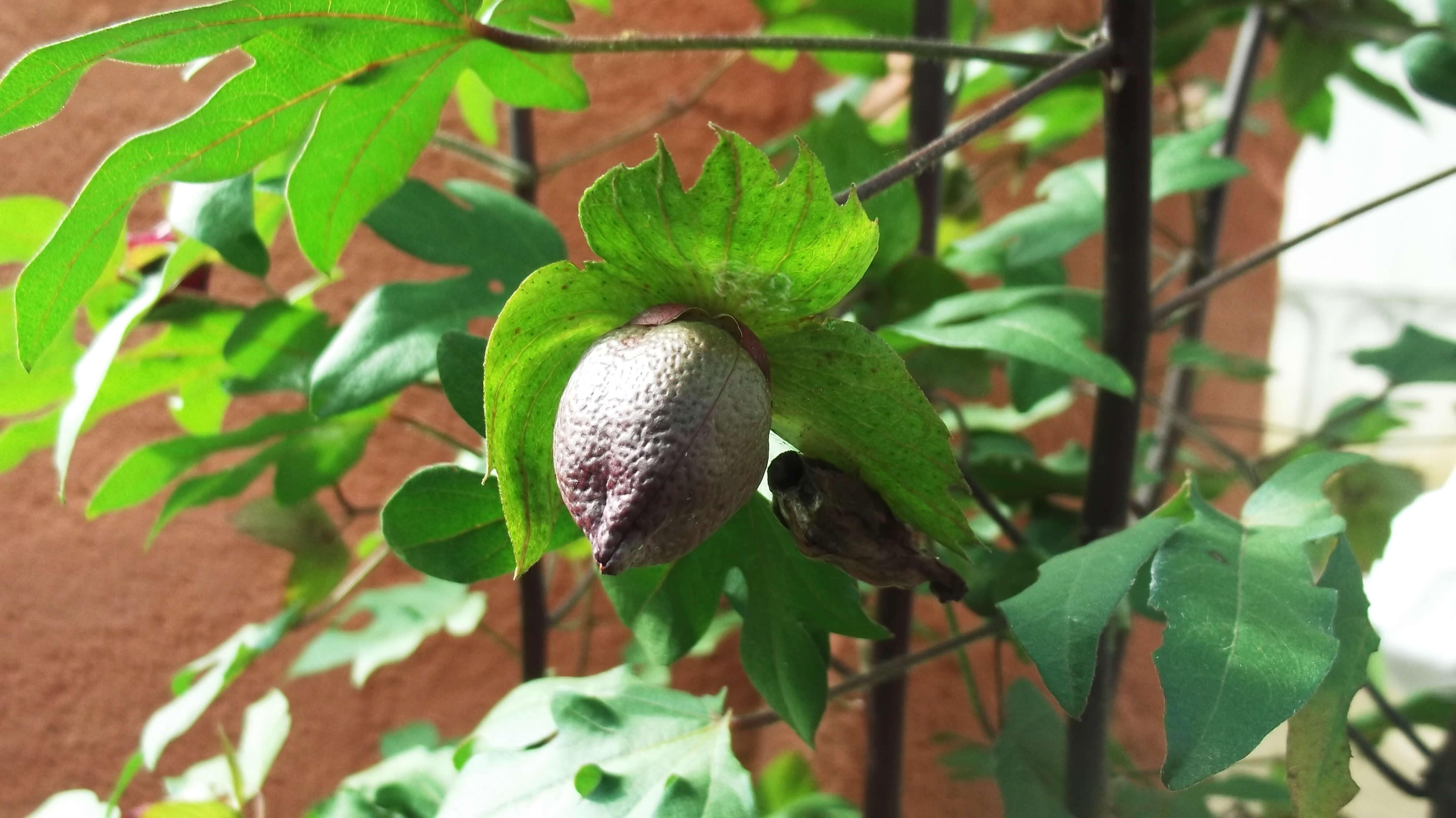 Imagem de Gossypium arboreum L.