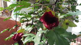 Imagem de Gossypium arboreum L.