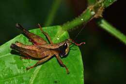 Image of Maculiparia obtusa (Stål 1878)