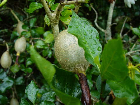 Image of Thunberg's gardenia