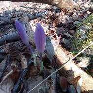 Crocus neglectus Peruzzi & Carta resmi