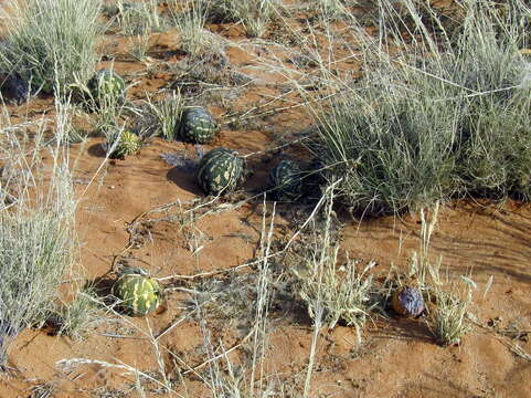 Image of Desert Vines