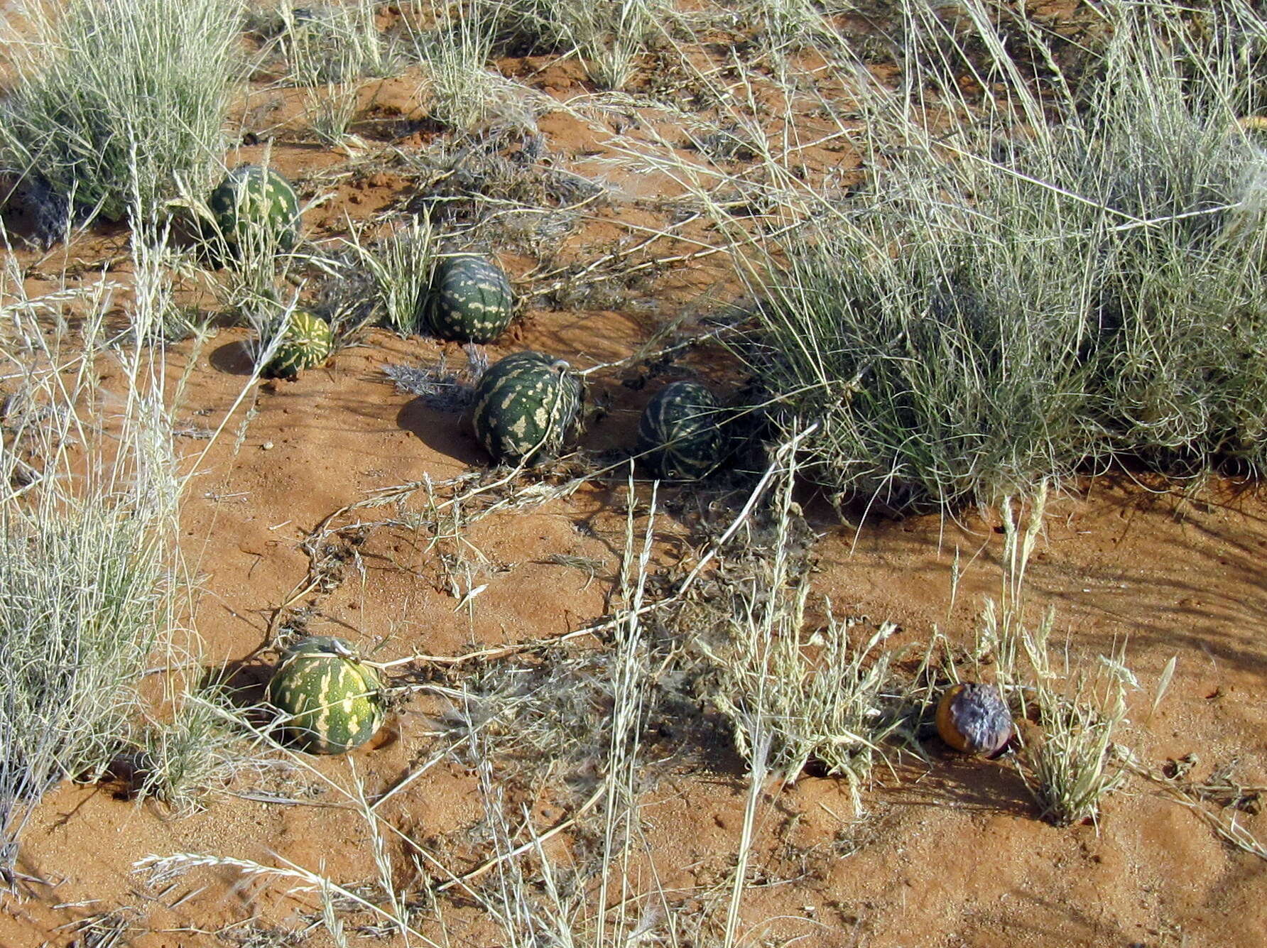 Image of Desert Vines