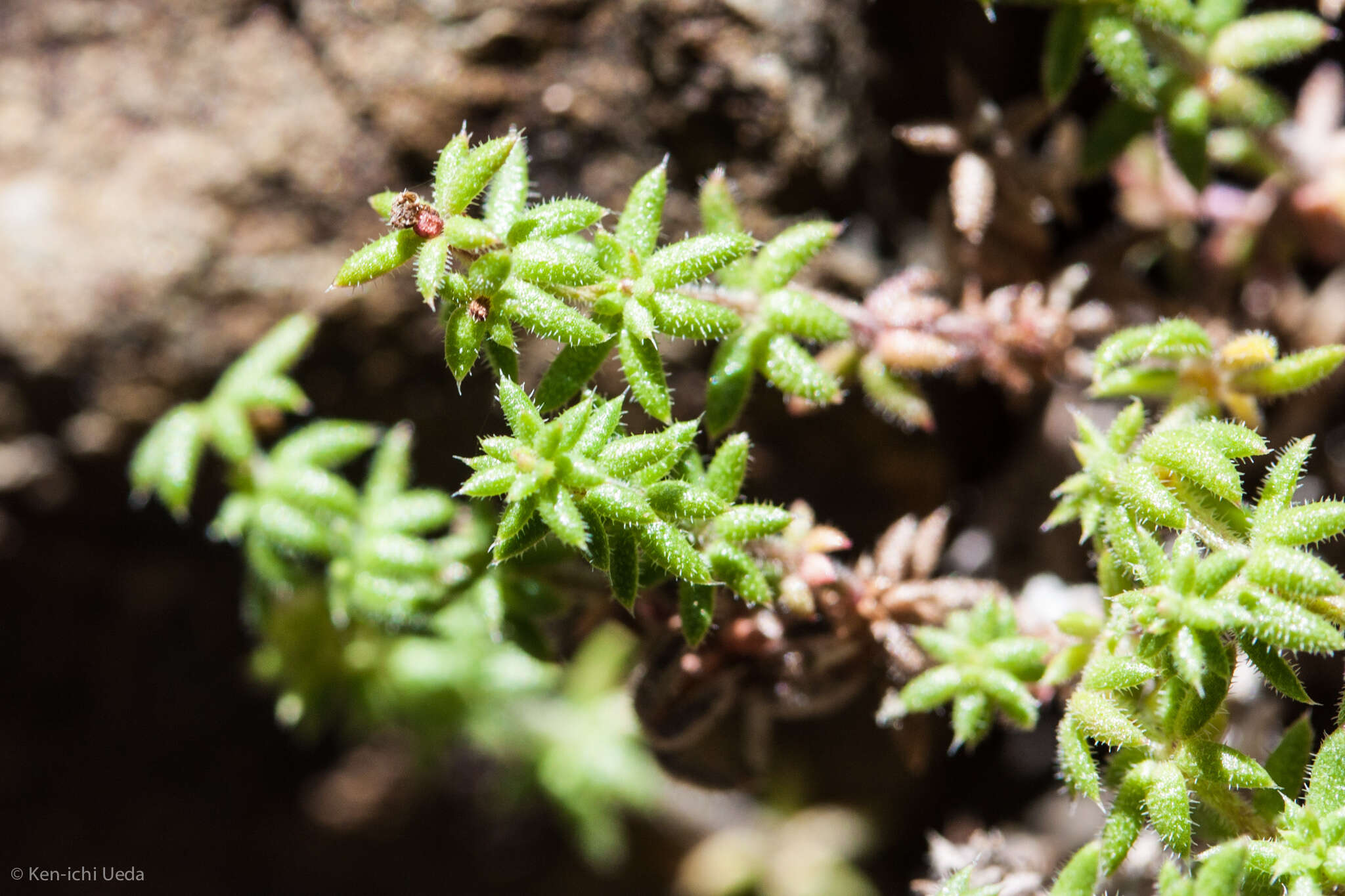 Image of Galium hardhamiae Dempster