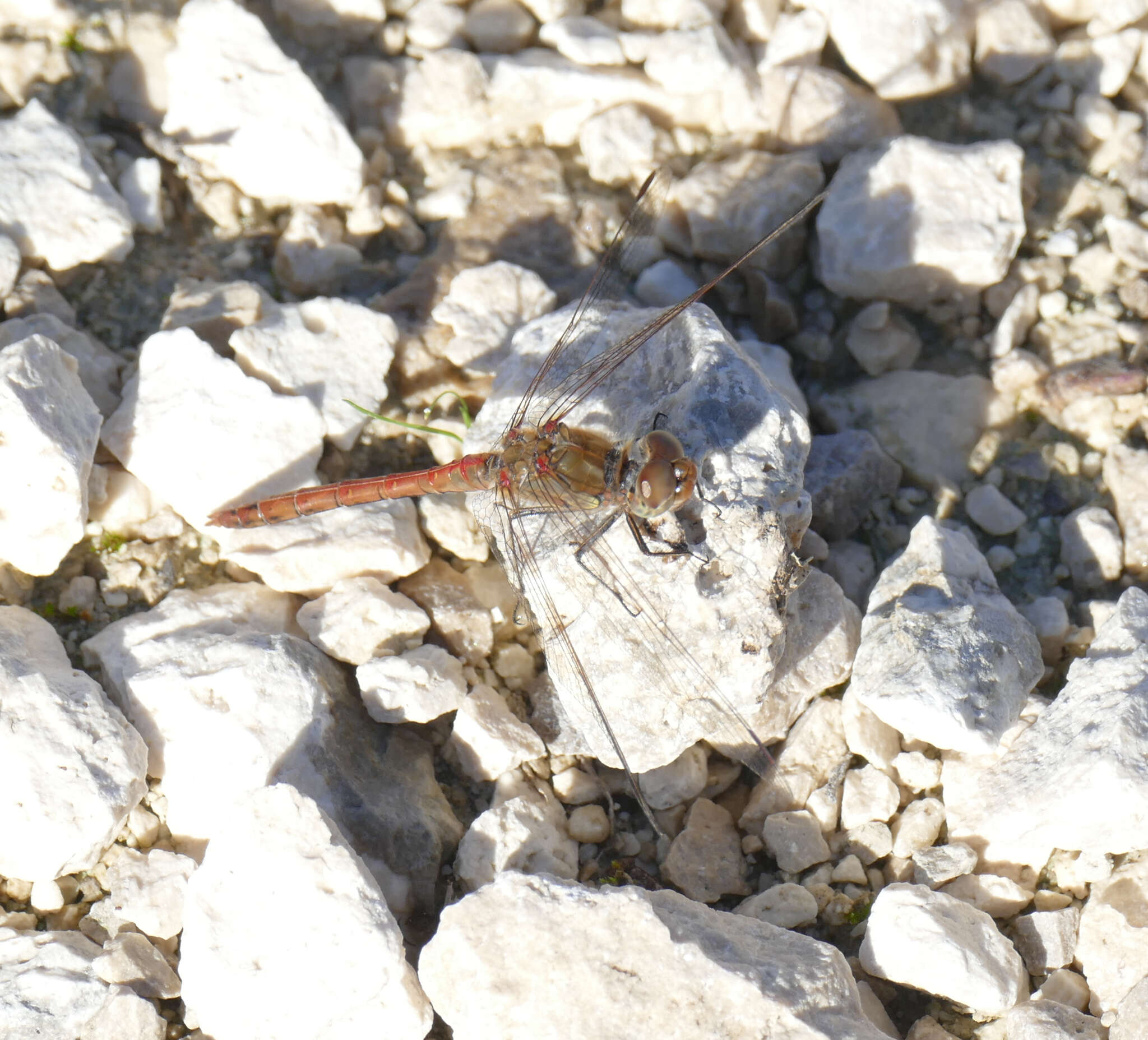 Image of Common Darter