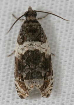 Image of Banded Olethreutes Moth