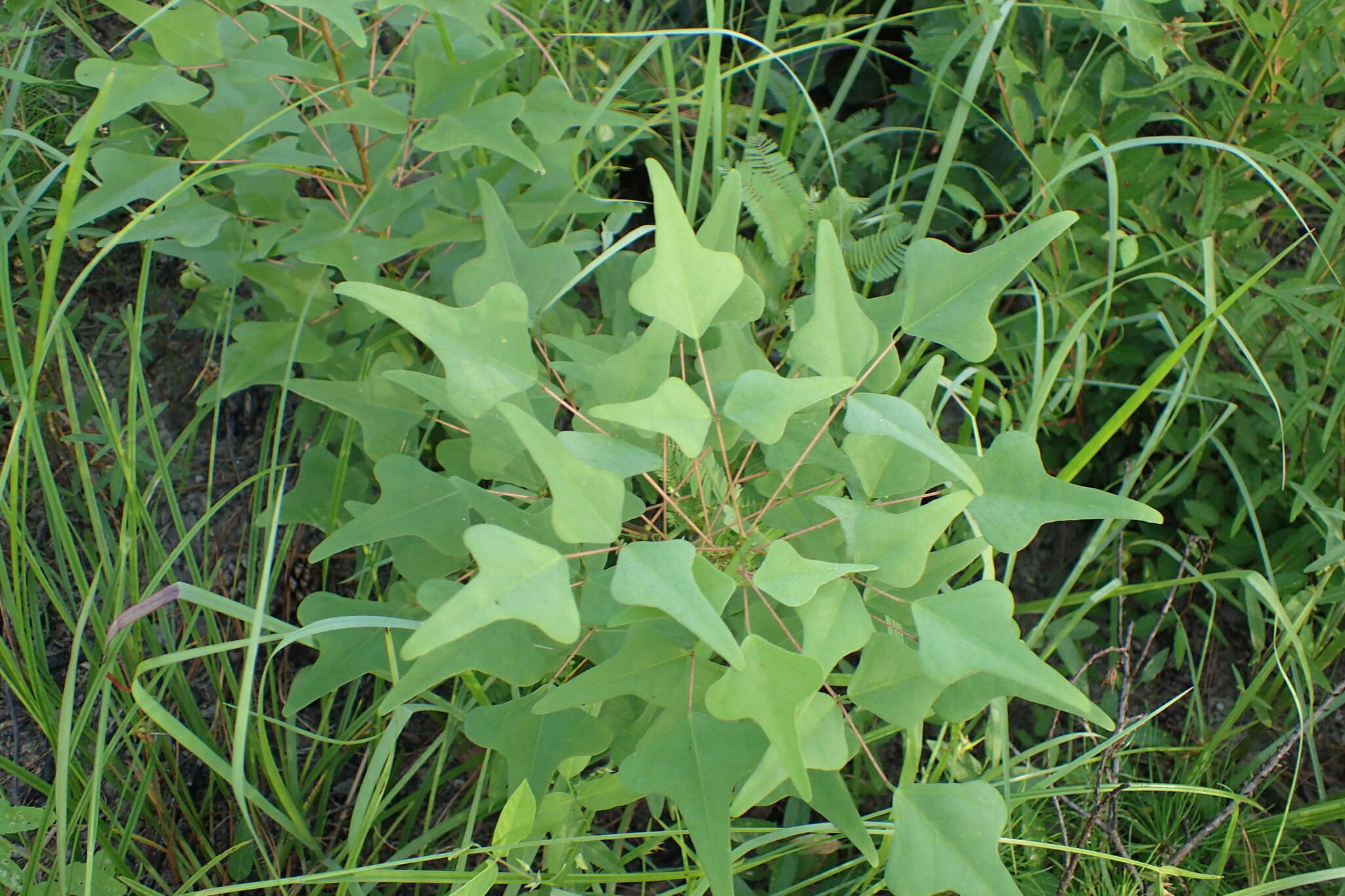 Слика од Erythrina herbacea L.