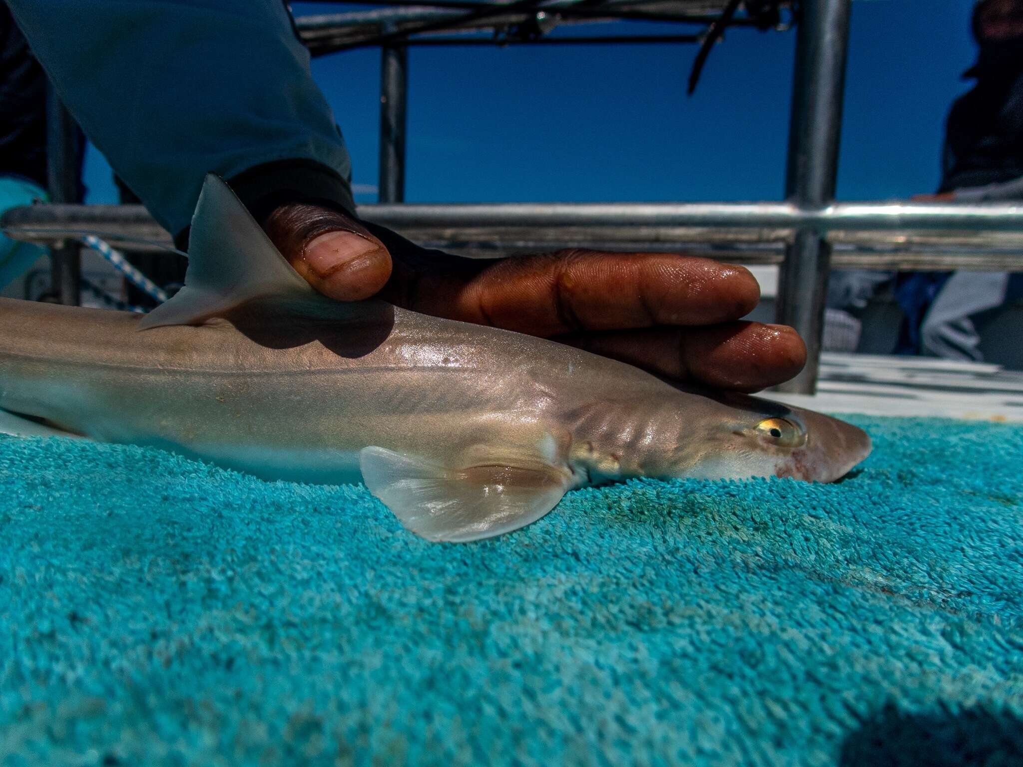 Image of Common Smoothhound