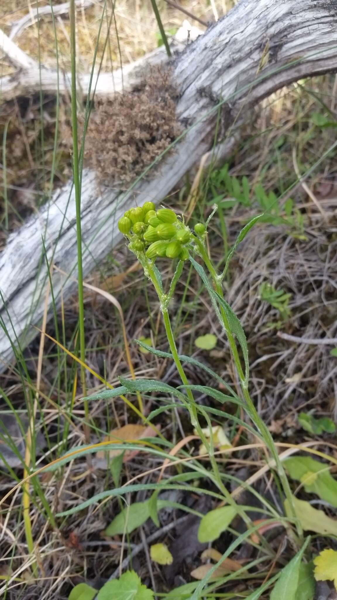 Image of Siskiyou Mountain Groundsel