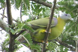 Image of Yellow-footed Green Pigeon