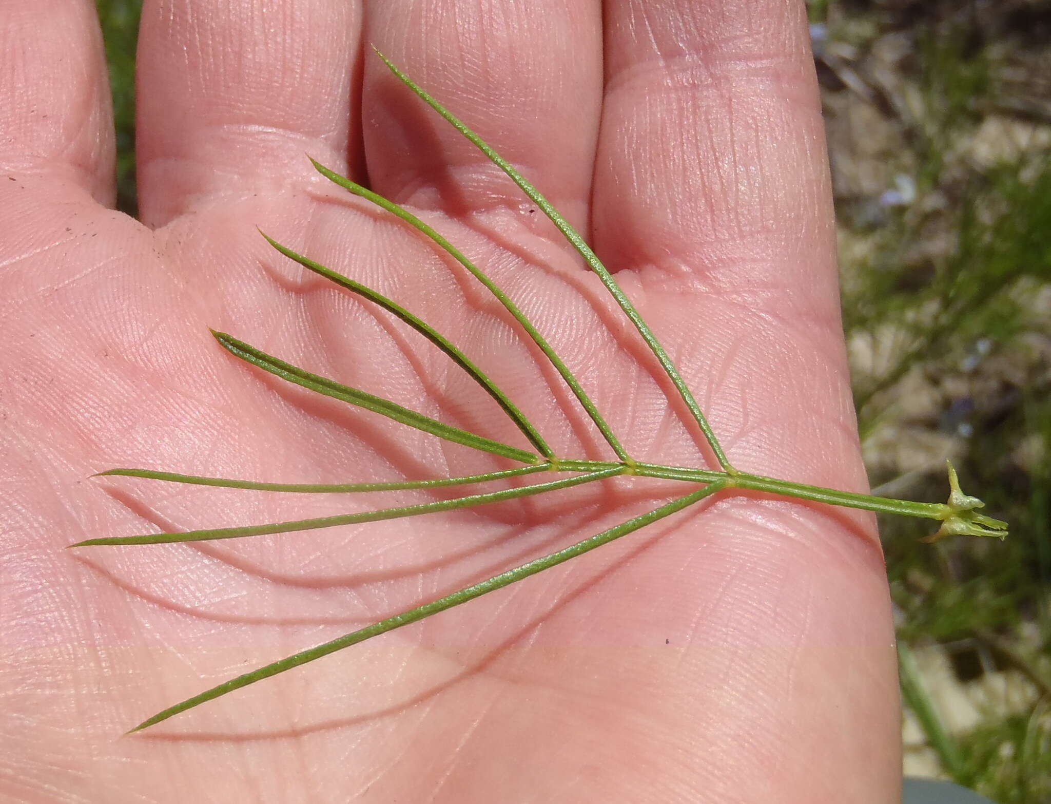 Image of Psoralea imminens