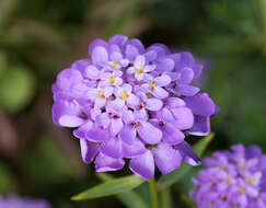 Plancia ëd Iberis umbellata L.