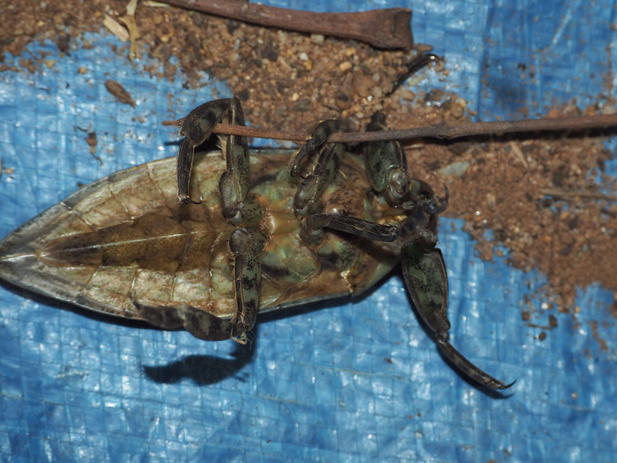 Image of Lethocerus distinctifemur Menke 1960