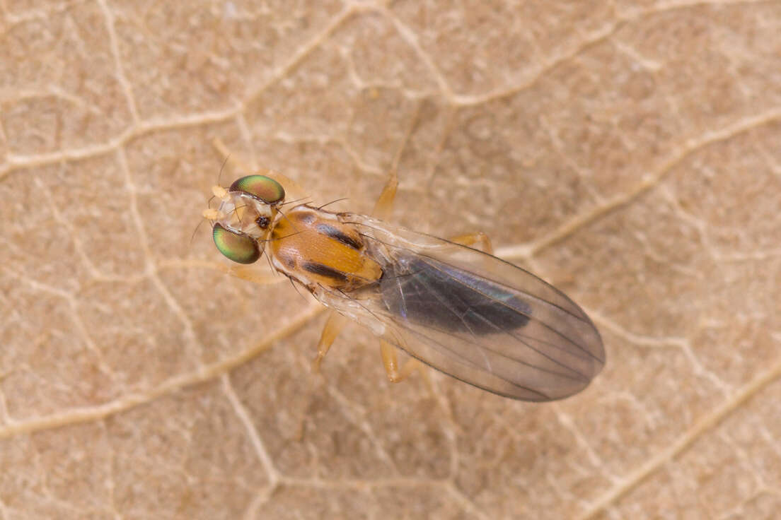 Image de Clusiodes ruficollis Meigen 1830