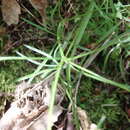 Image de Thysselinum lancifolium (Hoffmgg. & Link) Calest.