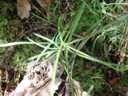 Image of Thysselinum lancifolium (Hoffmgg. & Link) Calest.