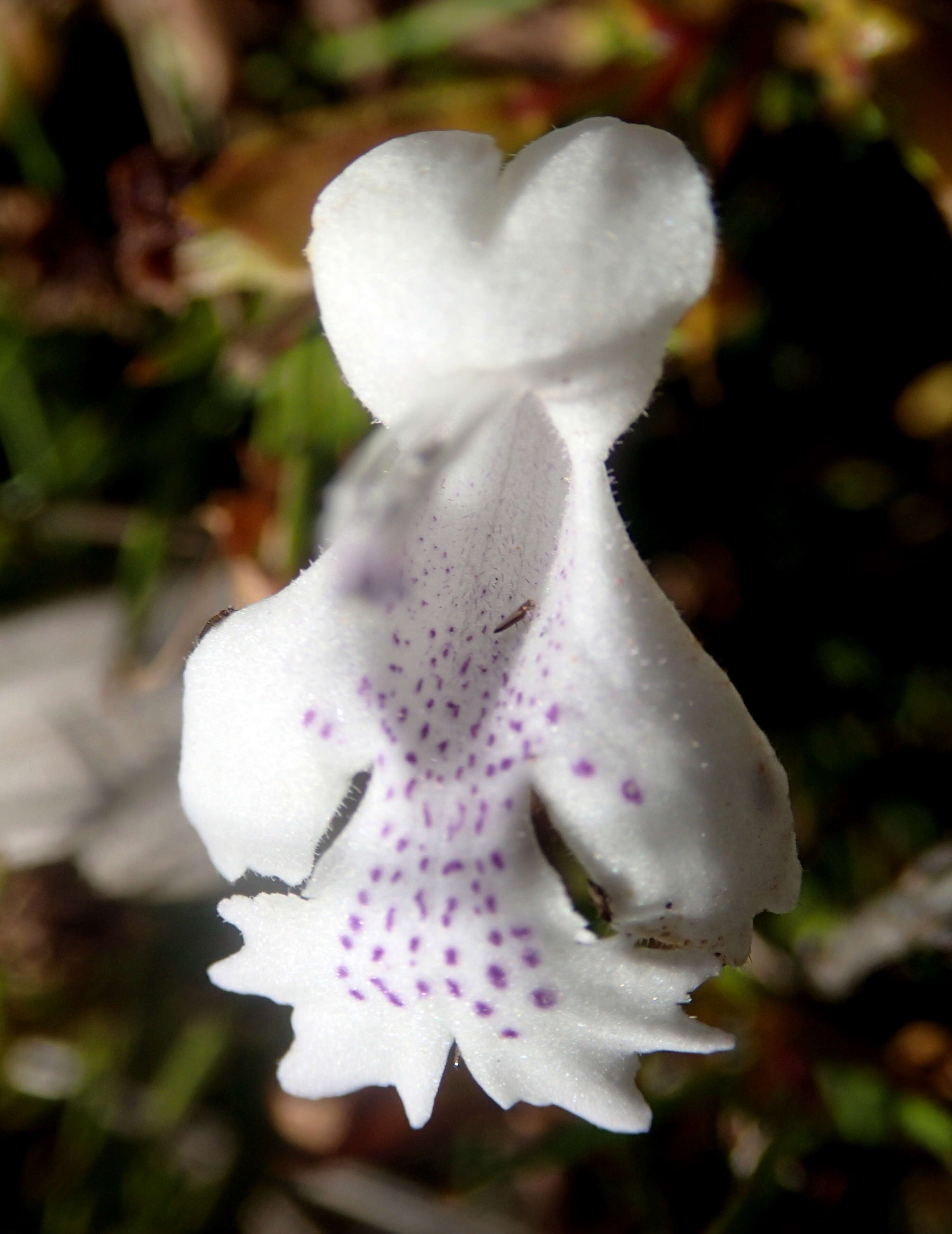 Image of Hemiandra pungens R. Br.