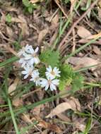 Imagem de Olearia rugosa subsp. allenderae (J. H. Willis) Hawke ex Messina