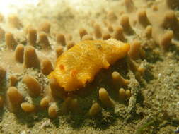 Image of Scribbled nudibranch