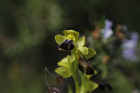 Image of Dark bee orchid