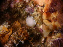 Image of White-spotted nudibranch