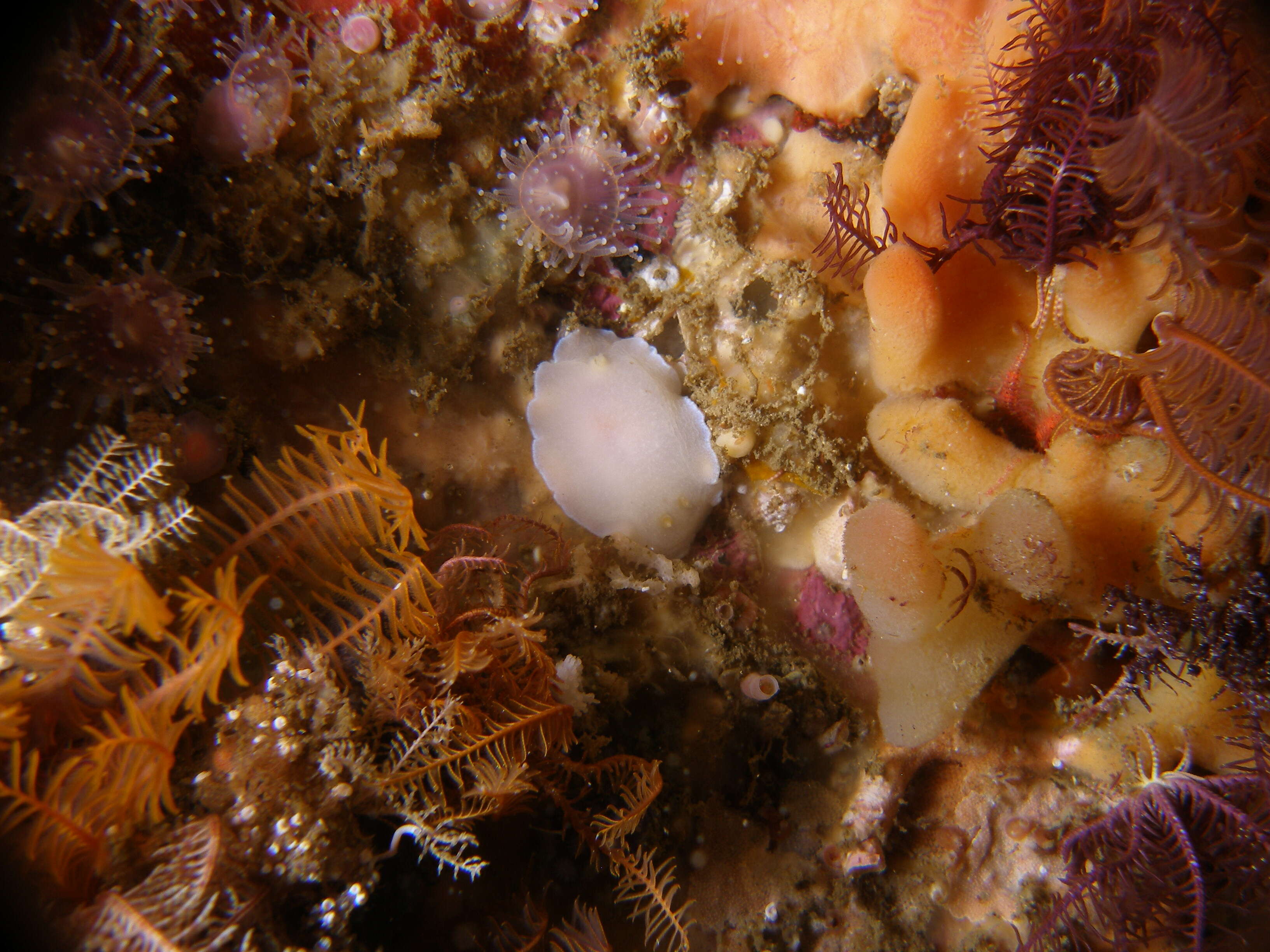 Image of White-spotted nudibranch