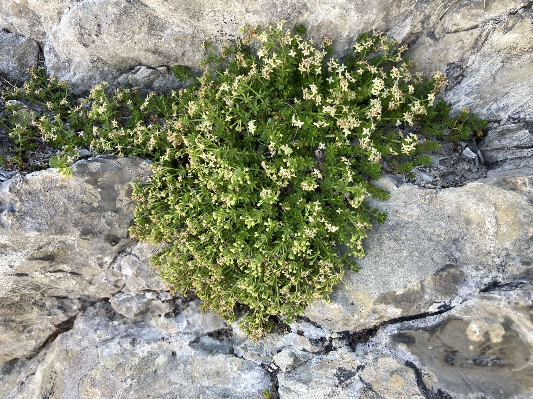 Plancia ëd Galium megalospermum All.