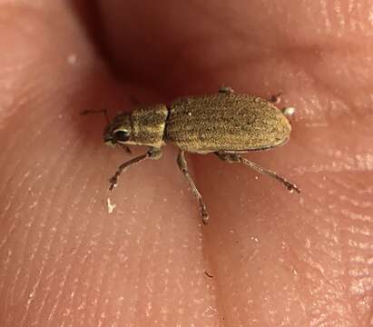 Image of Pea Leaf Weevil