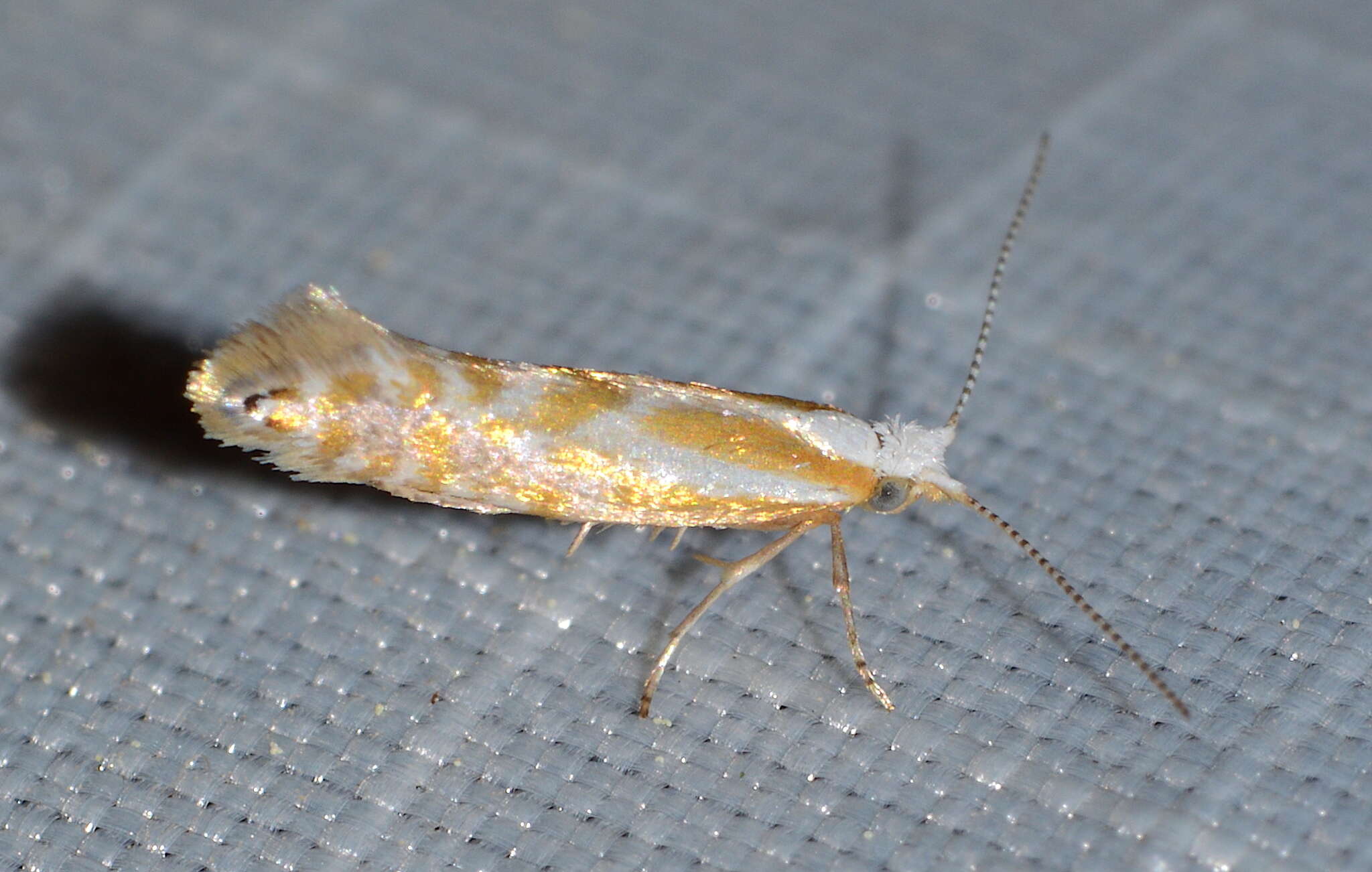 Image of Argyresthia canadensis Freeman 1972