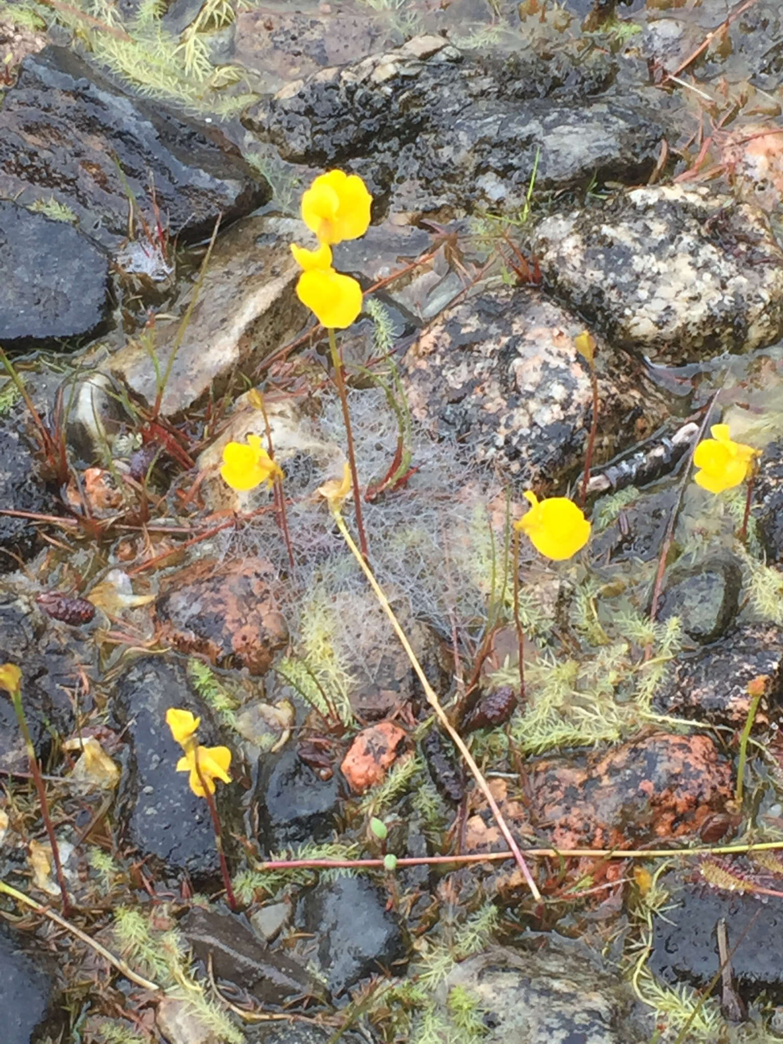 Plancia ëd Utricularia cornuta Michx.