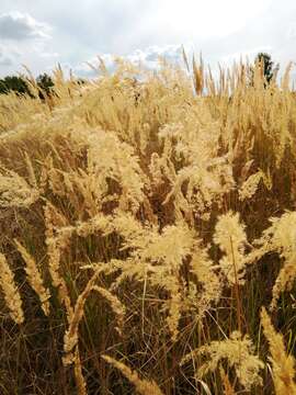 Imagem de Calamagrostis epigejos (L.) Roth