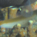 Image of Eyespot coralblenny