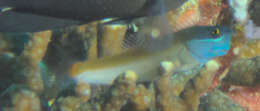 Image of Eyespot coralblenny