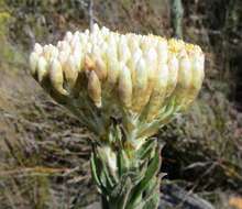 Syncarpha milleflora (L. fil.) B. Nord. resmi