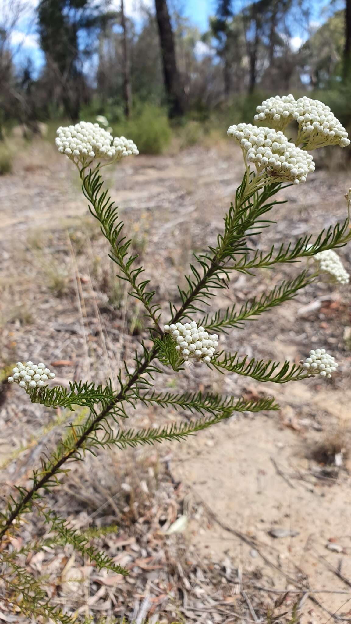 Image of Ozothamnus diosmifolius (Vent.) DC.