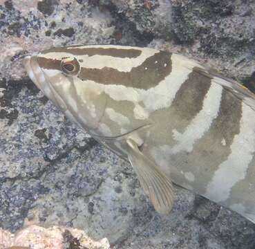 Слика од Epinephelus striatus (Bloch 1792)