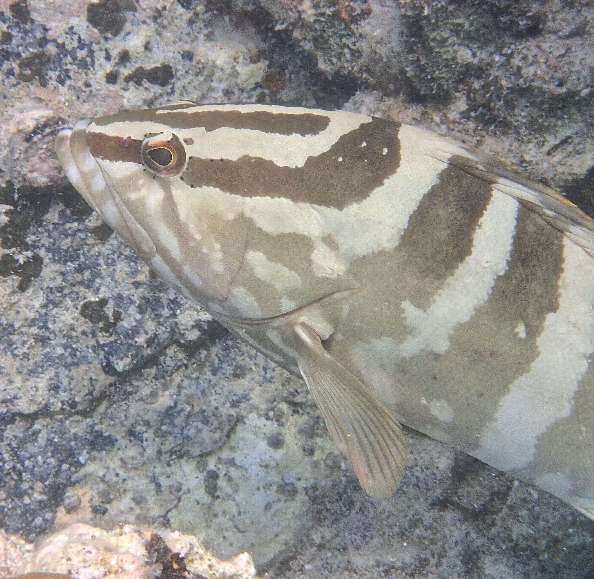 Слика од Epinephelus striatus (Bloch 1792)