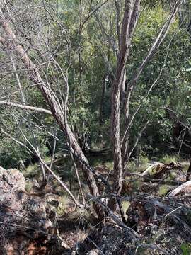 Image of Eucalyptus apothalassica L. A. S. Johnson & K. D. Hill