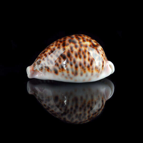 Image of panther cowrie