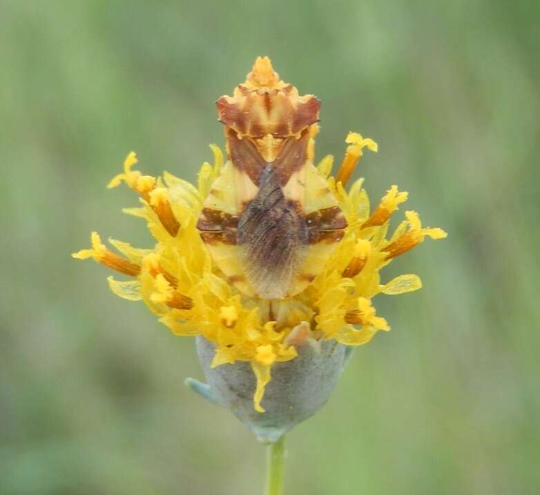 Image of Phymata americana coloradensis Melin 1930