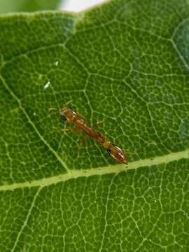 صورة Pseudomyrmex simplex (Smith 1877)