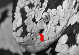 Image of Yellow-blotched Palm Pit Viper