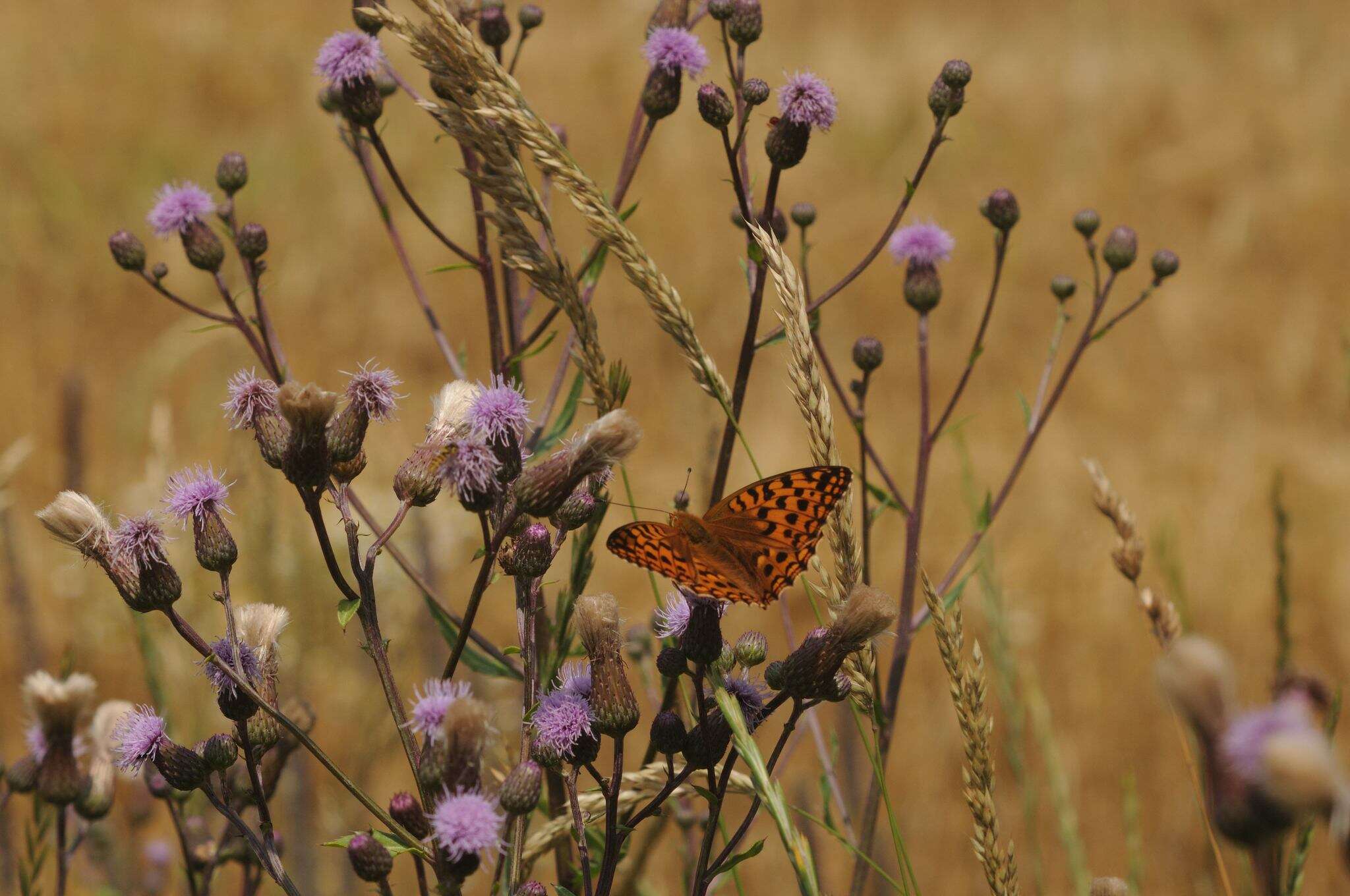 Image of High brown fritillary