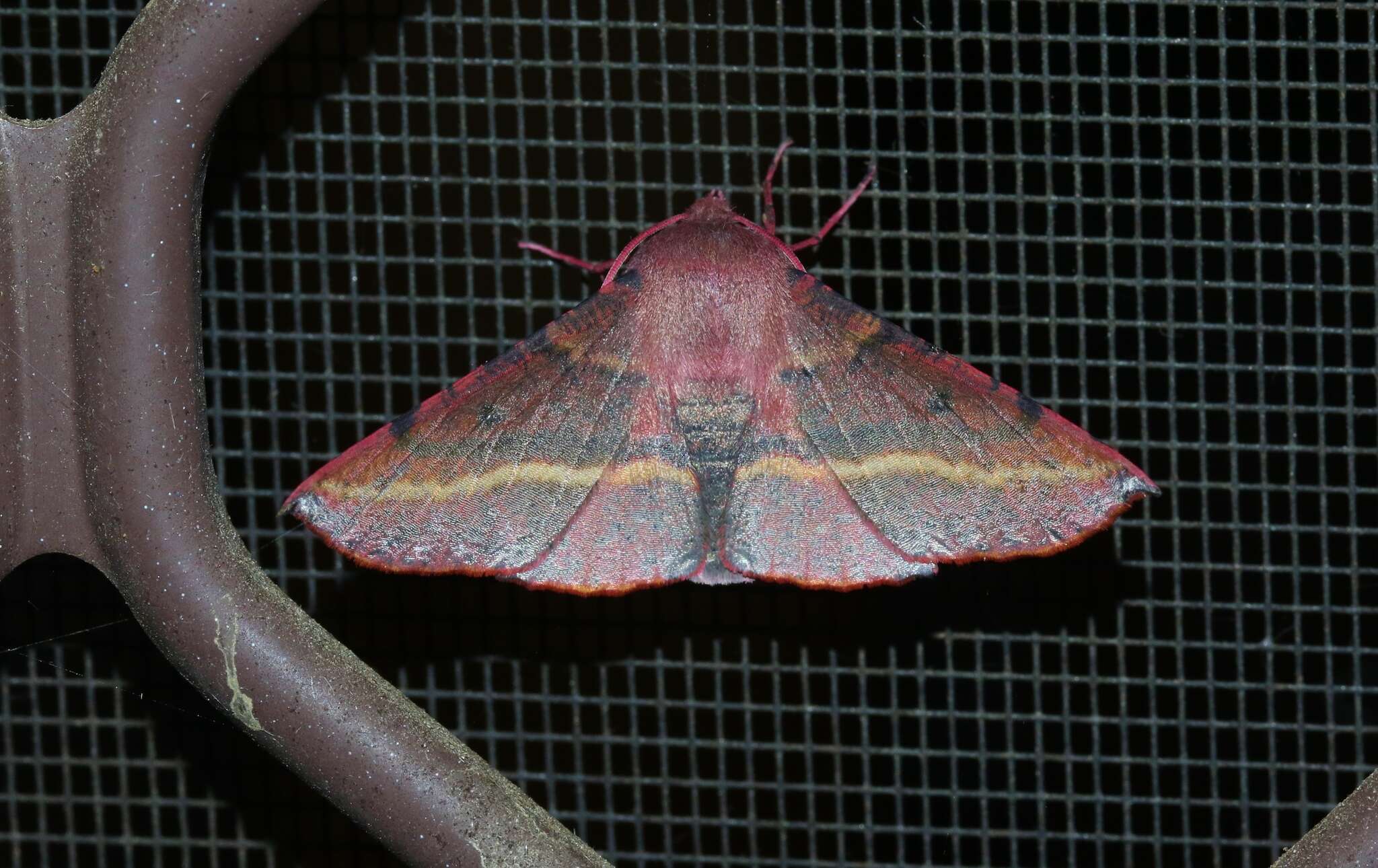 Image of Oenochroma vinaria Guenée 1858