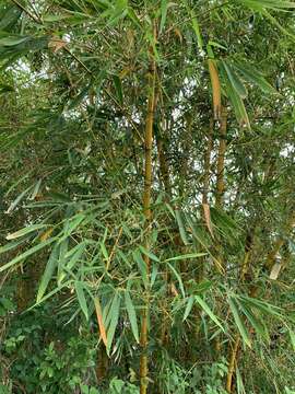 Bambusa vulgaris var. vittata Rivière & C. Rivière resmi