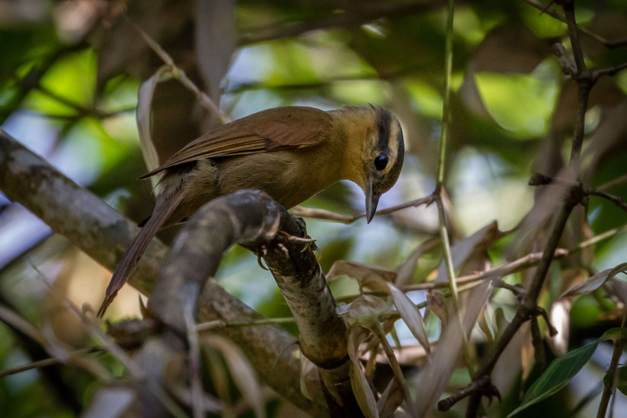 Image of Ochre-breasted Foliage-gleaner