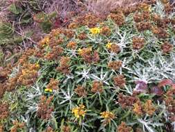 Image of seaside woolly sunflower