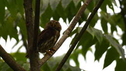 Image of Tamaulipas Pygmy Owl