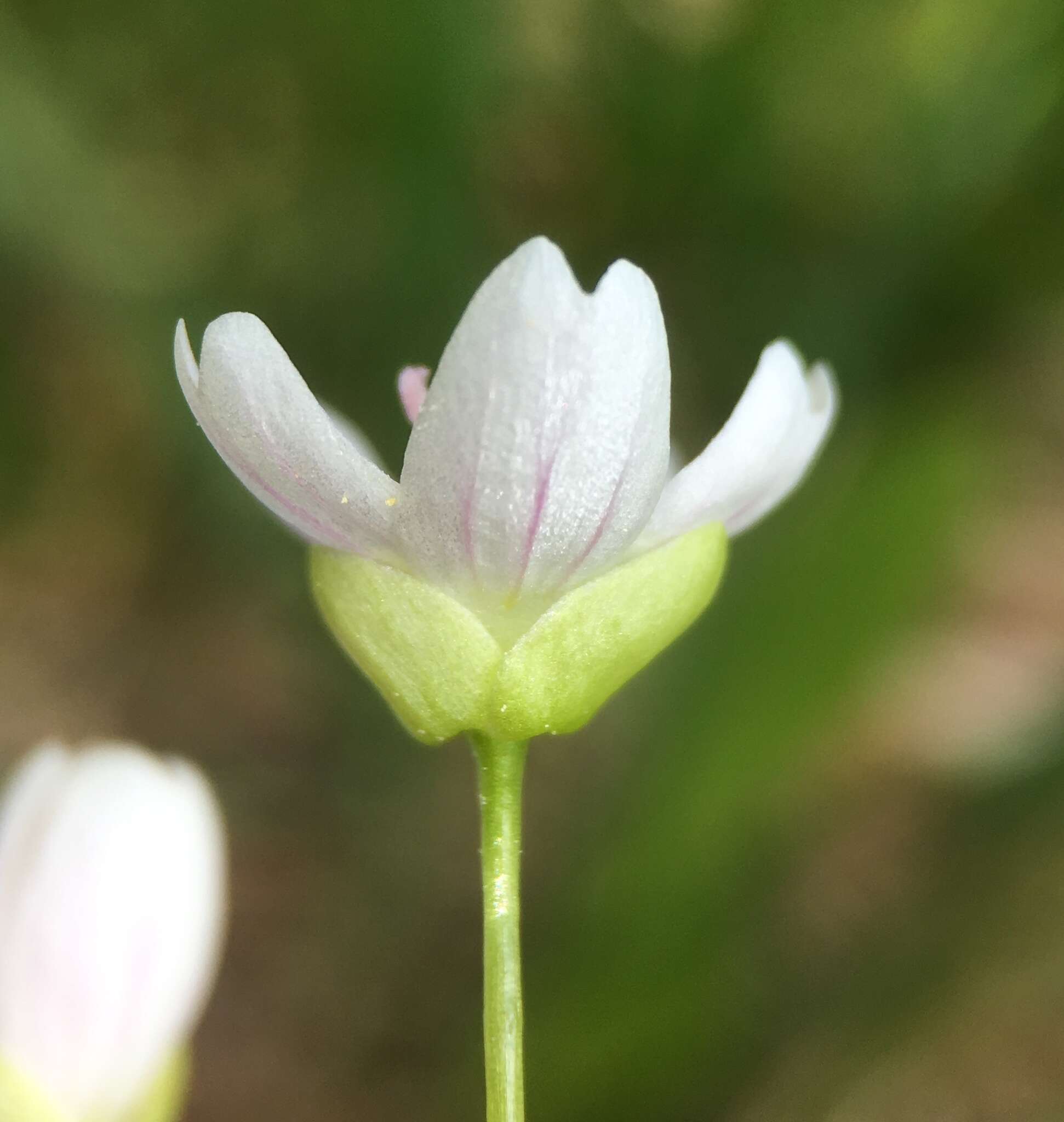 Image of Jonesville springbeauty